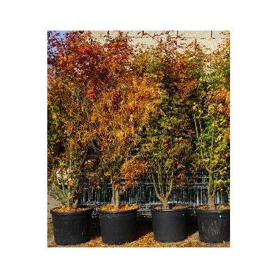 ahorn_im_herbst_solo_im_pflanzkubel