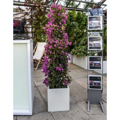 bougainvillea_im_kubus_weiss