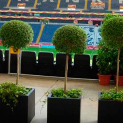 decher_liguster-im-kubus-schwarz