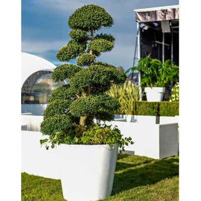 decher_marco-bonsai-im-weissen-topf