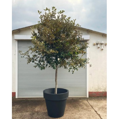 mietpflanzen3_1028972629