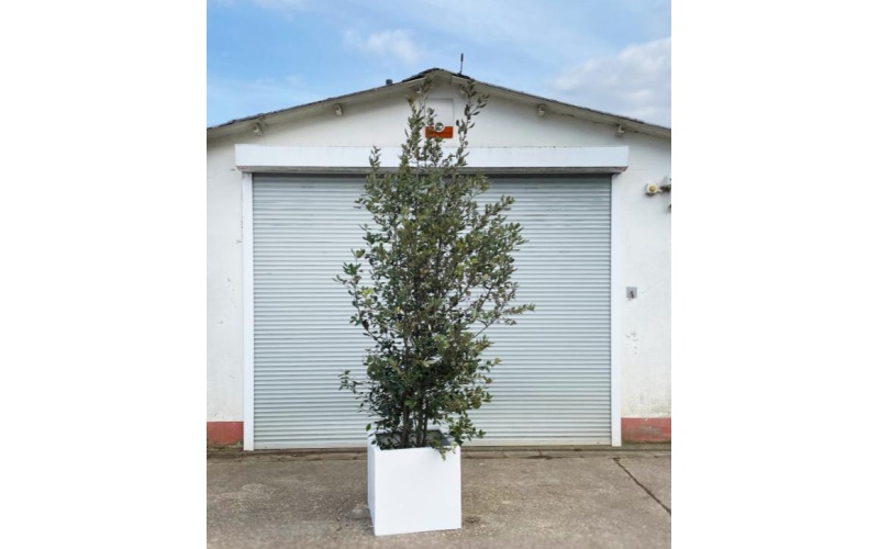 mietpflanzen6_1894199973